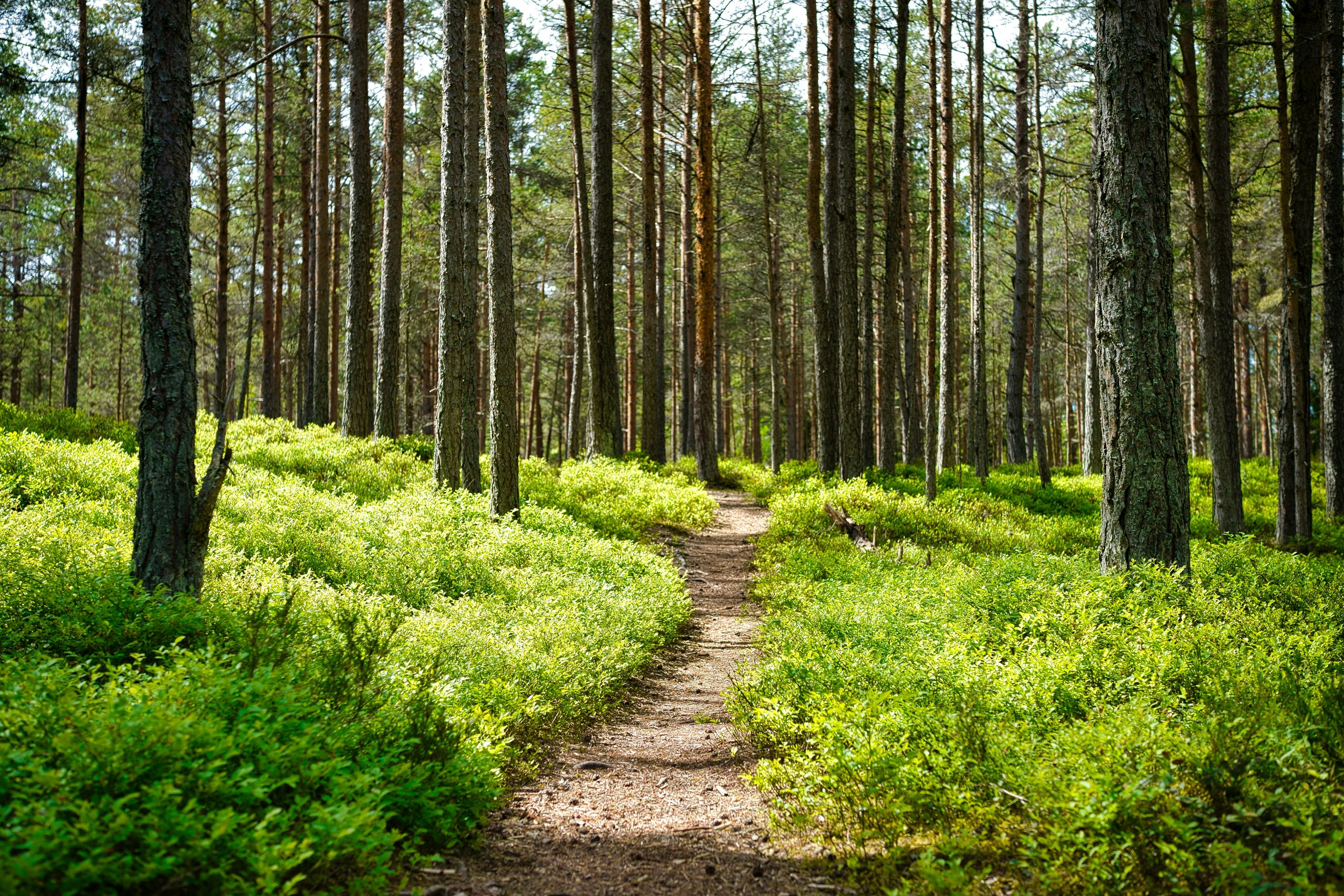photo d'un chemin en forêt pour illustrer la walking thérapie