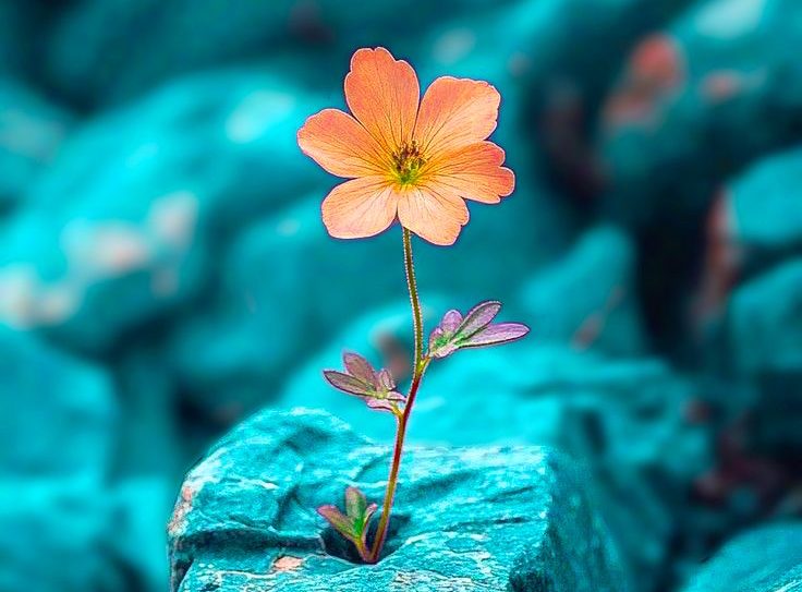 Une fleur pousse dans des rochers, symbole de résilience illustrant la thérapie centrée solutions.